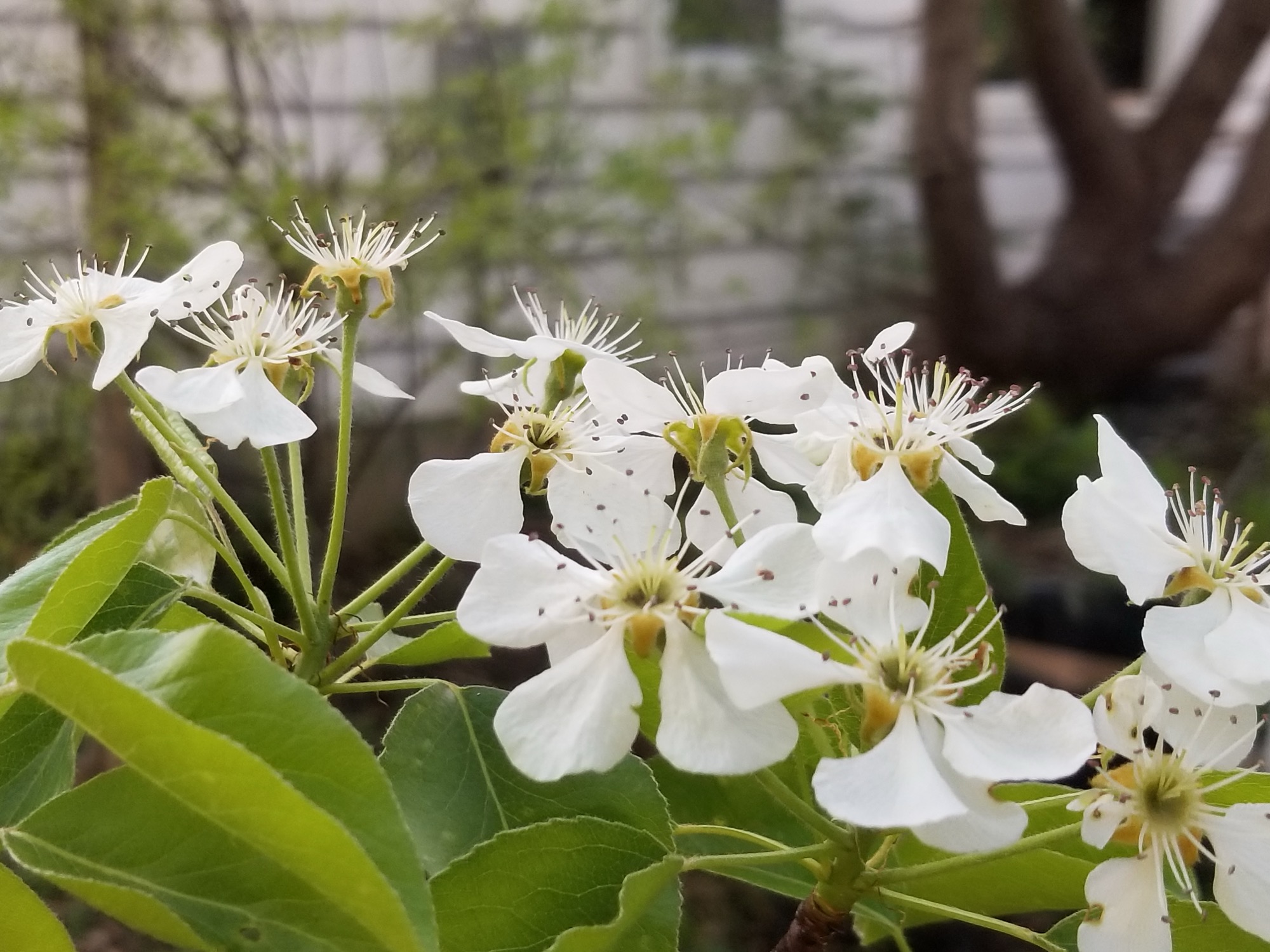 White flowers growing outside of a home