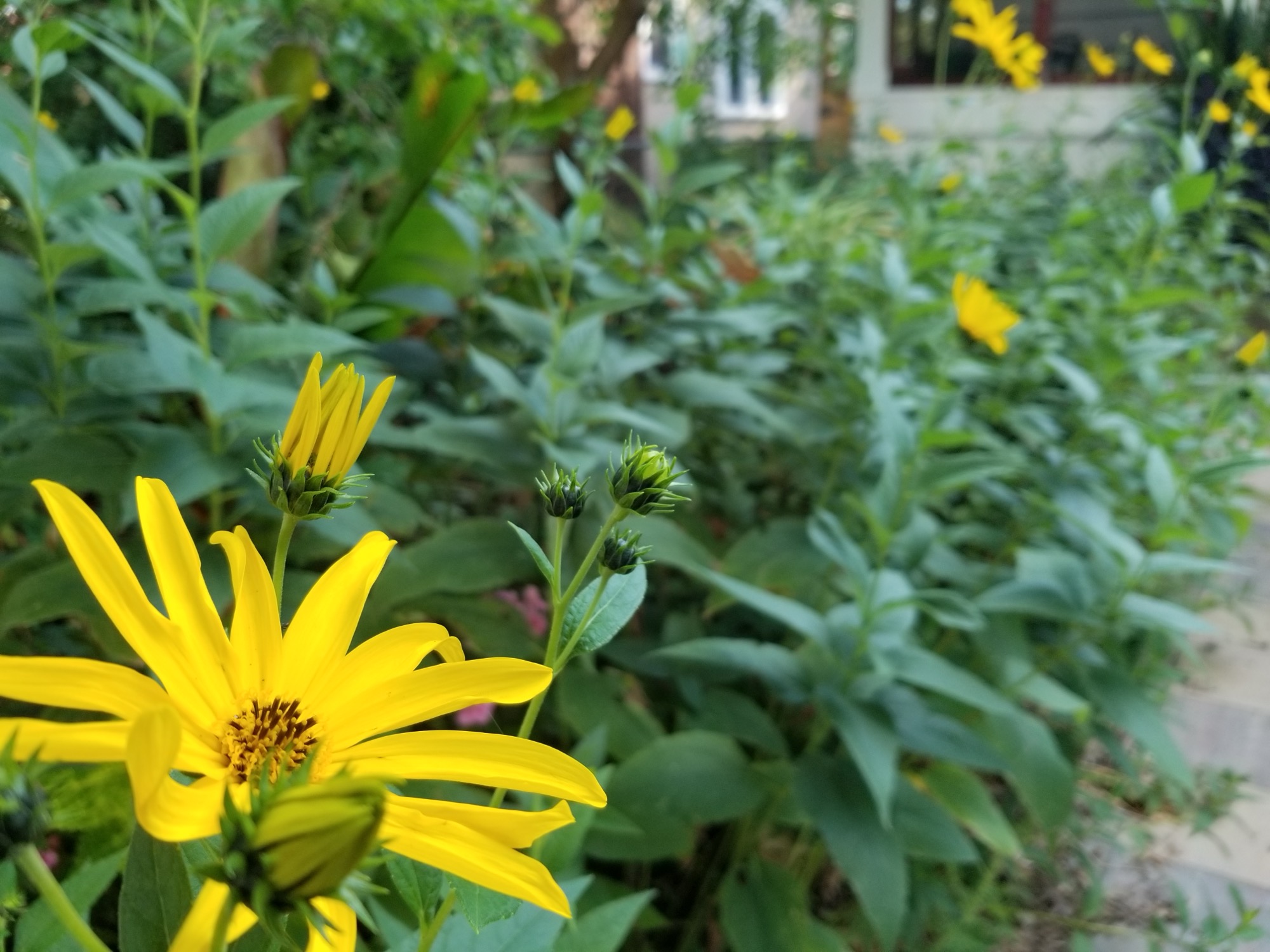 Yellow flowers blooming near a home's sidewalk path