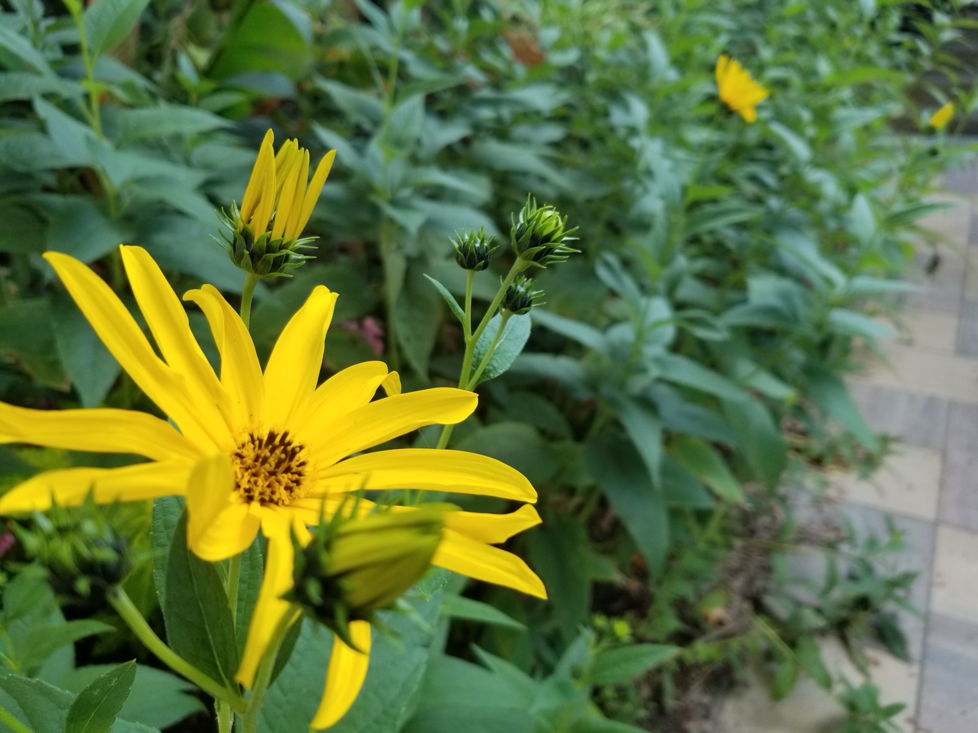 Yellow flowers blooming from within a rain garden