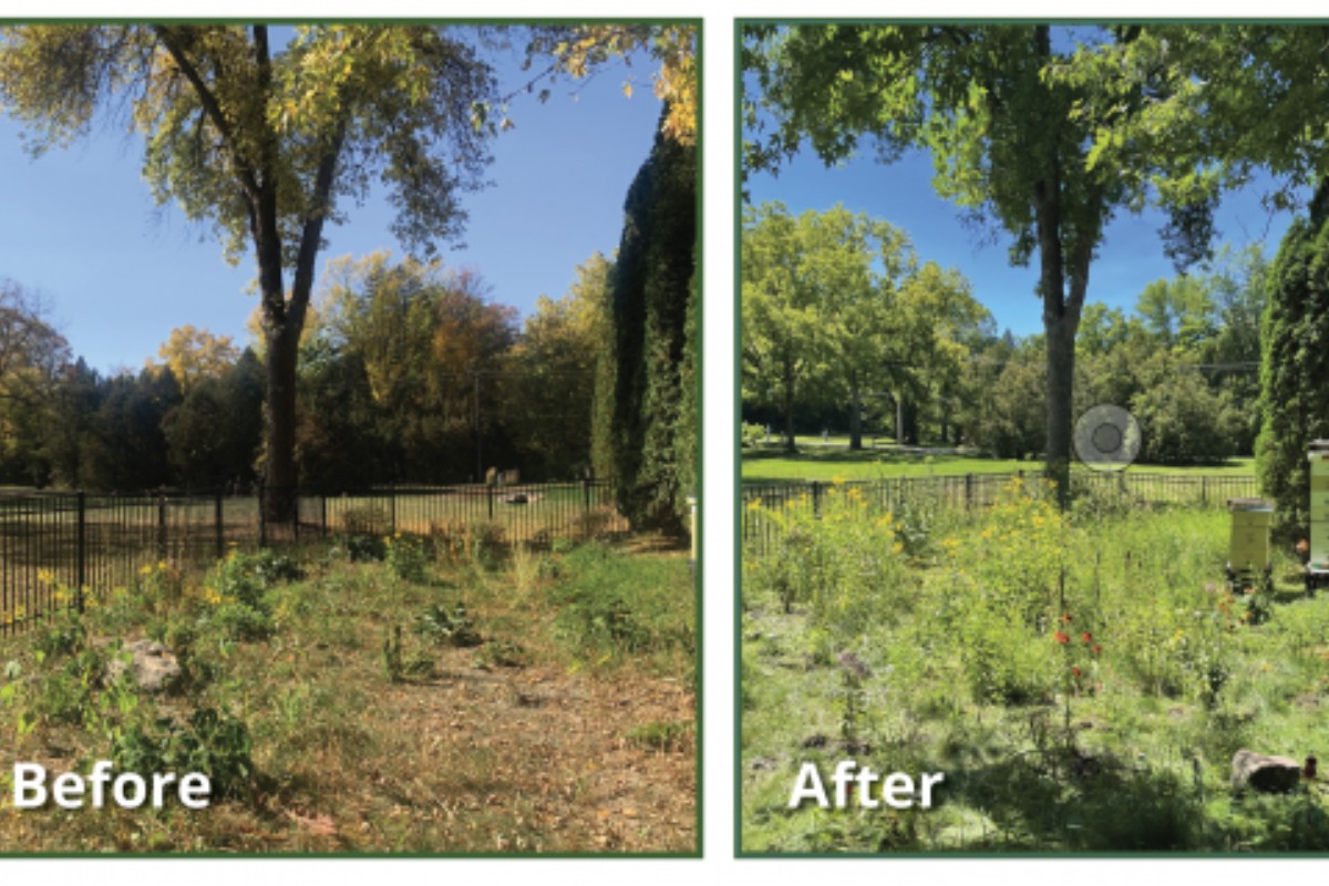 A Beekeeper’s Backyard is All a Buzz! Featured Image