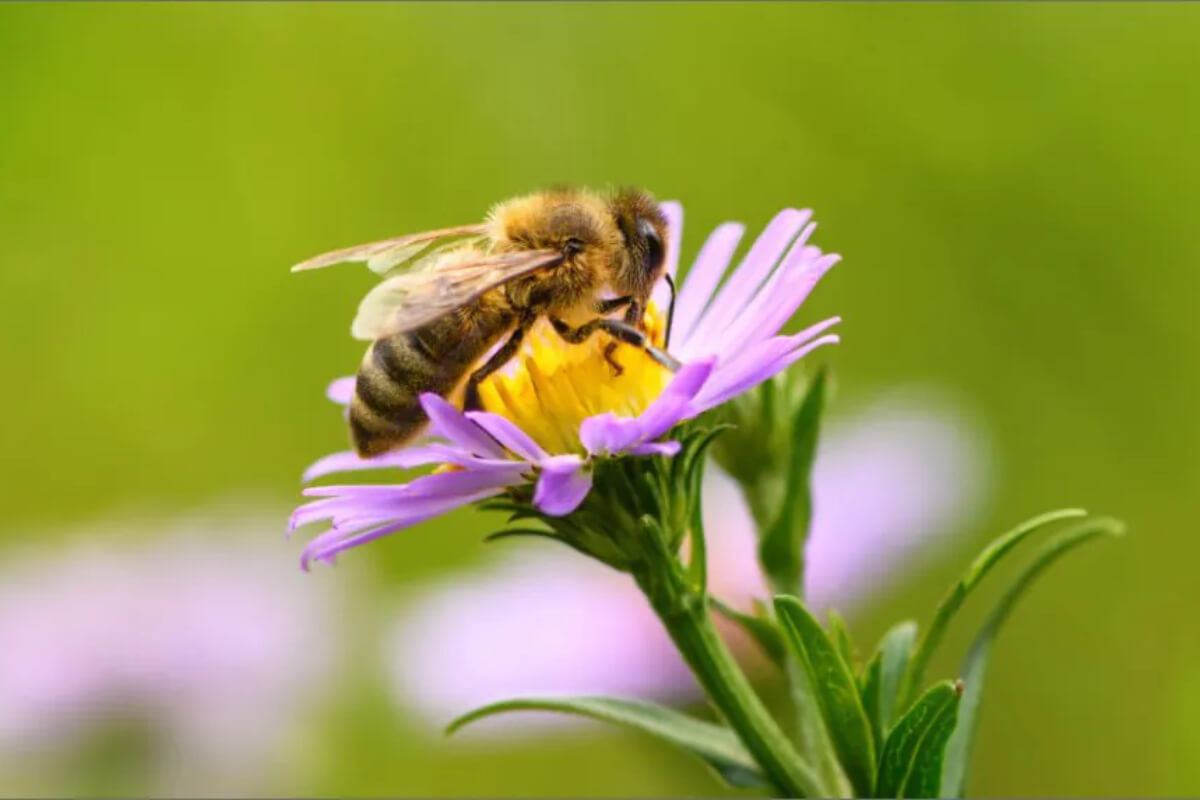 A Pollinator Paradise - Banner New