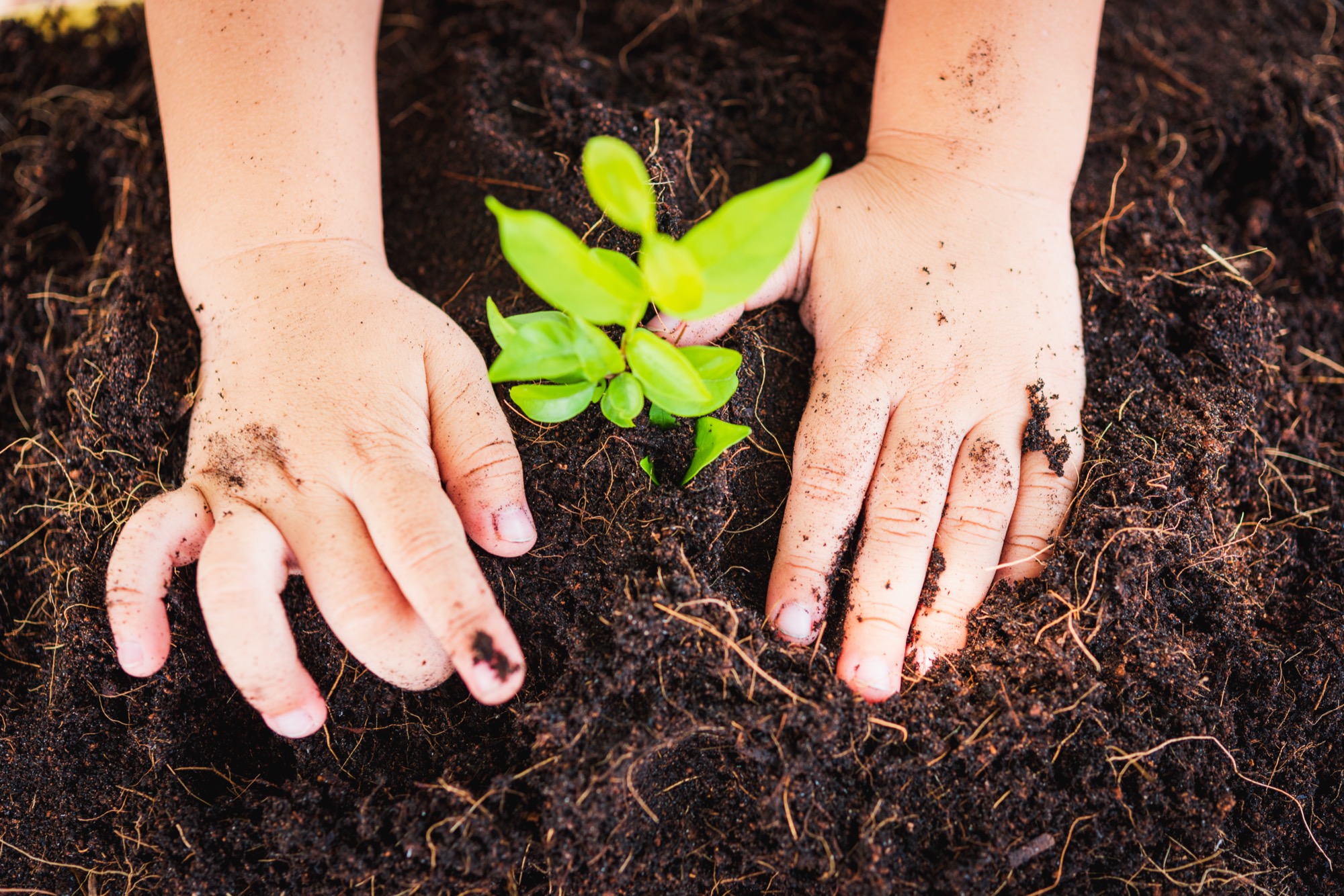 Hands patting the soil around a newly planted sprout