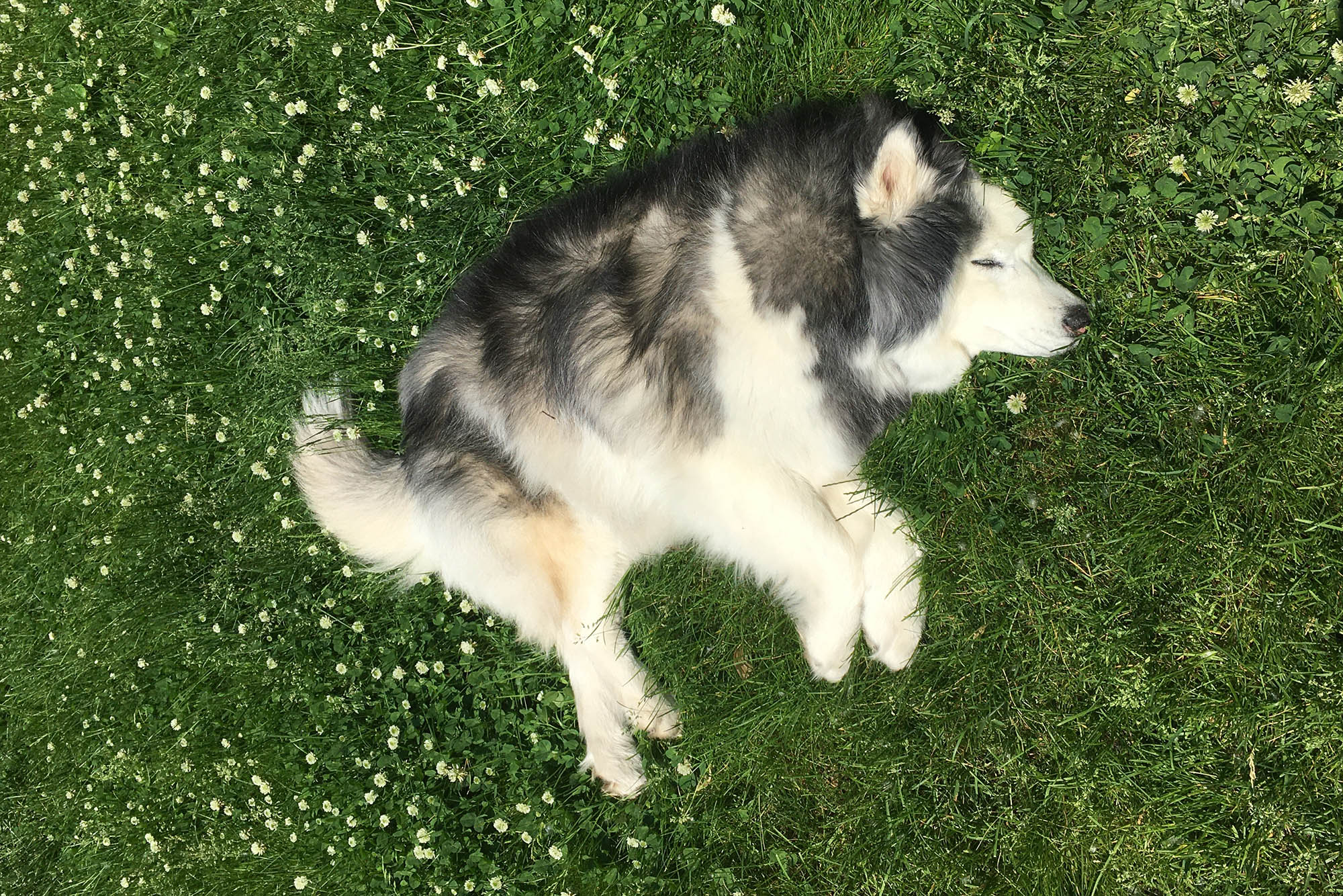 Husky laying down in a field of clover