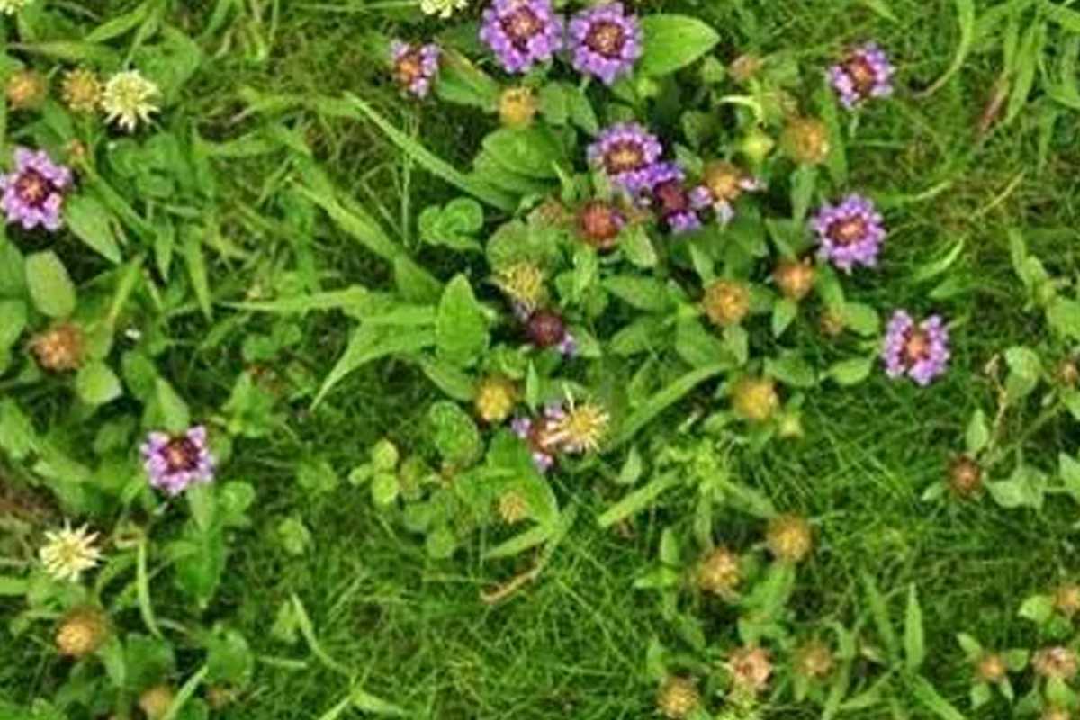 Bee Friendly Lawn - Banner