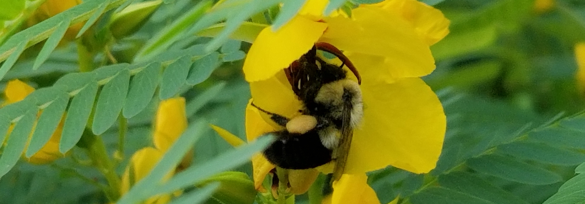 Bee climbing into a flower's petals