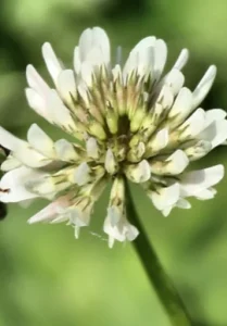 Earth Friendly Lawn & Garden 2