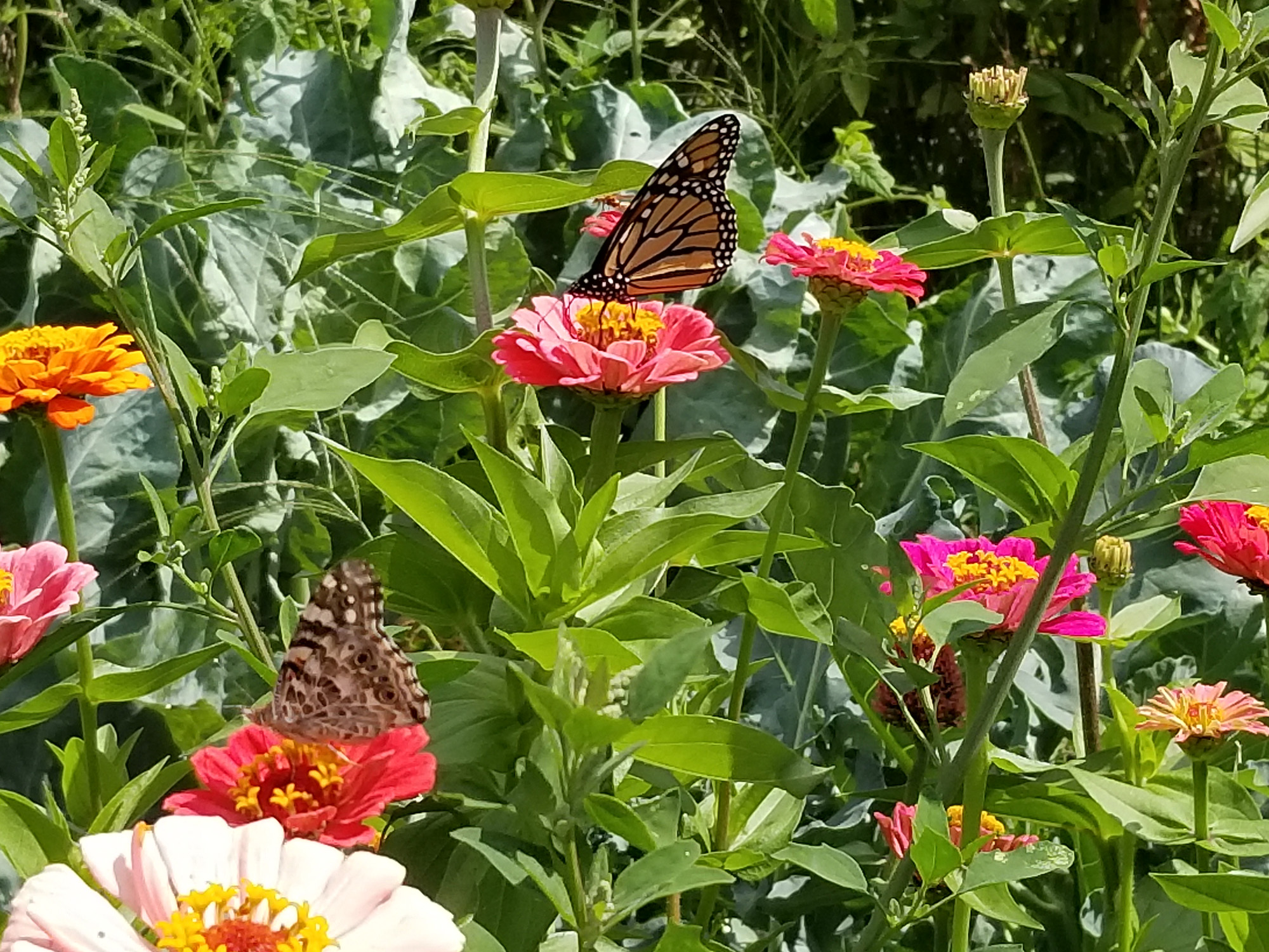 Monarch butterfly collecting nectar from a pink flower