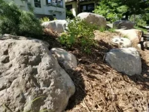 Hillside Plantings 5