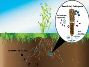 How To Worm Bins Compost Health - Image 1