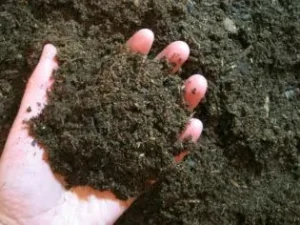How To Worm Bins Compost Health - Image 11