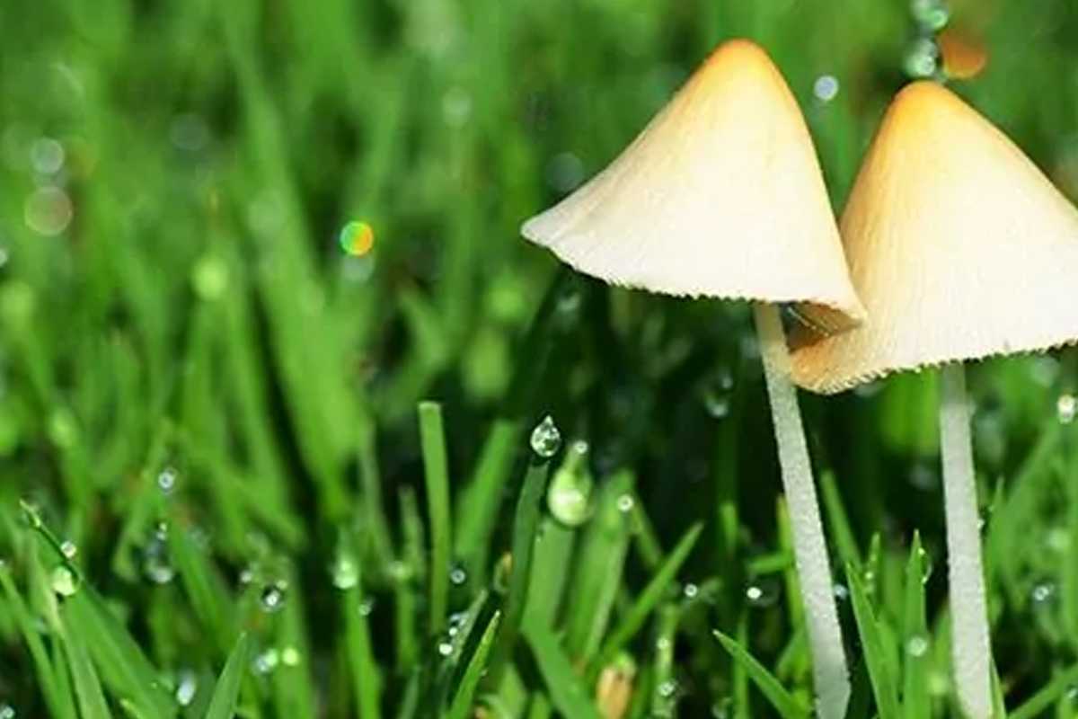 Organic Lawn Care - Banner