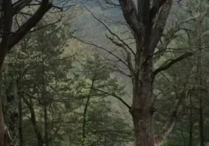 Plant in Layers Image 2