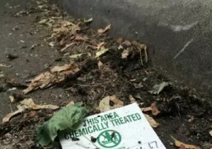 Plant in Layers Image