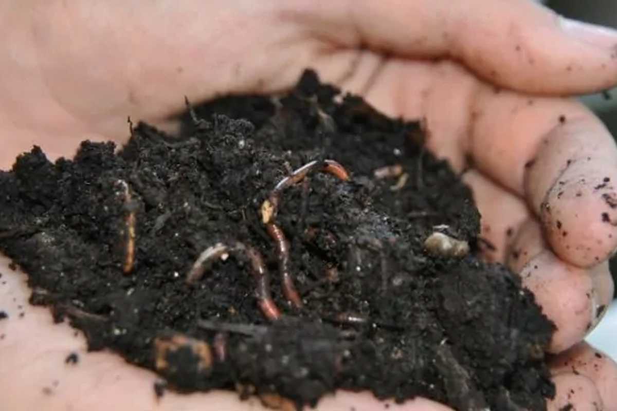 What is Healthy Soil - Banner