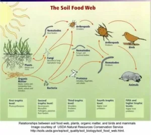 What is Healthy Soil - Image 3