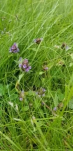 Bee Friendly Lawn Image 1