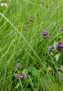 Bee Friendly Lawn Image 3