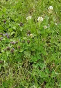 Bee Friendly Lawn Image 2