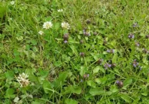 bee-lawn-scaled-landscape