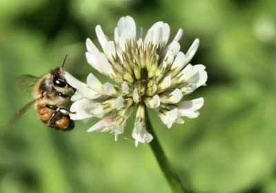 Bee flying up to land on a white clover flower