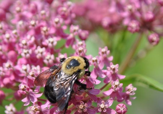 Pink flowers with a bee crawling atop their petals