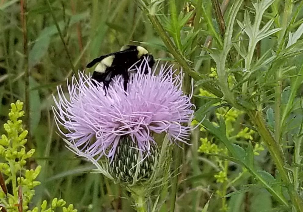 Bee taking a break from flying on top of a thistle flower