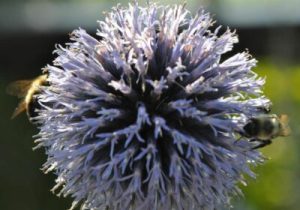 bees-on-echinops-landscape
