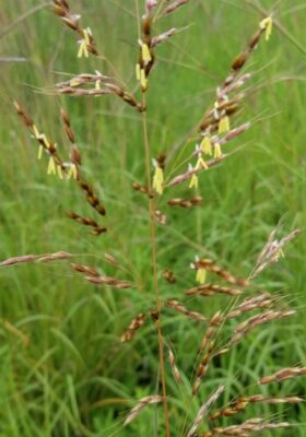 Grains atop grass sprouting small flowers