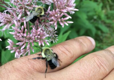 Bee on a hand being placed back onto a flower's petals