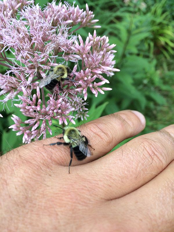 Beauty is in the Eye of the Bee-Holder Pt.1 | Minnehaha Falls Landscaping
