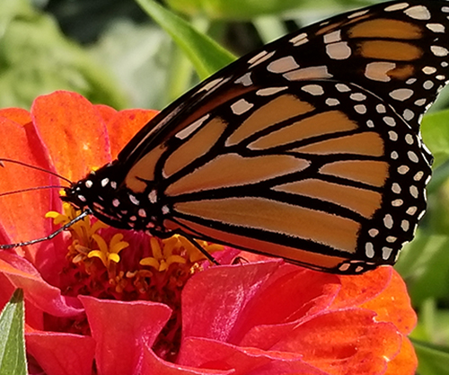 Monarch butterfly drinking from a bright red flower