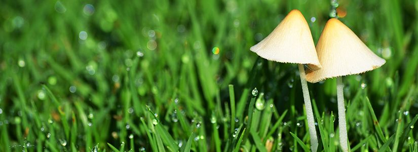 Mushrooms growing in a wet lawn