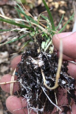 Mushroom mycelium in the dirt around a plant's roots