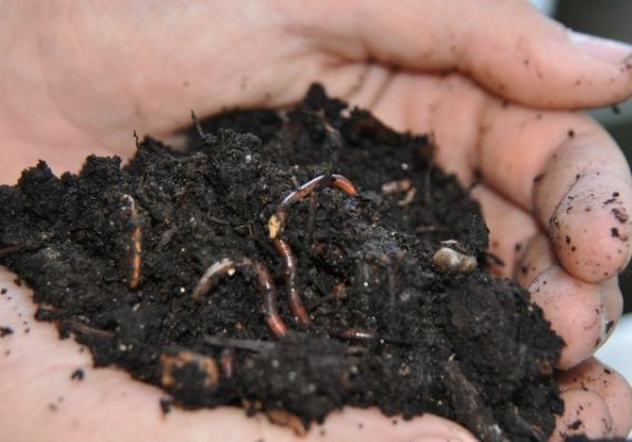 Hands holding a bunch of worms in dirt