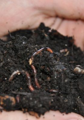 Hands holding a pile of dirt with worms in it