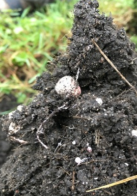 Mound of healthy soil with bits of roots and materials
