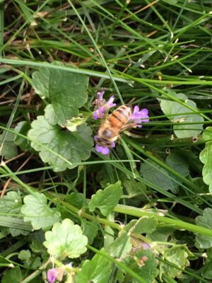 Bee climbing on little purple flowers in grass