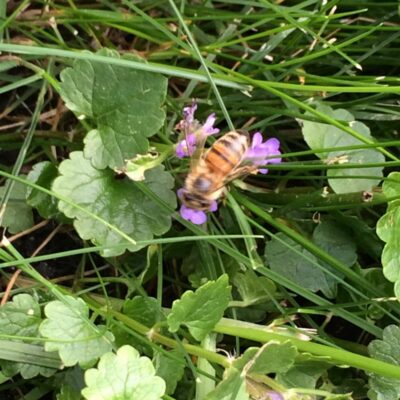 Orange bee climbing on small purple flowers