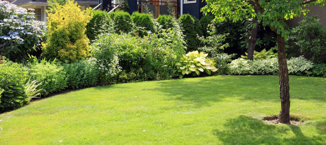 Neatly pedicured lawn with a lush rain garden