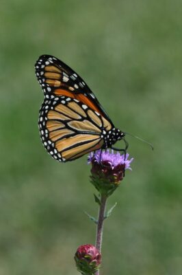 Monarch butterfly resting atop a purple flower