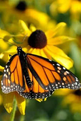 Monarch butterfly eating from a yellow flower