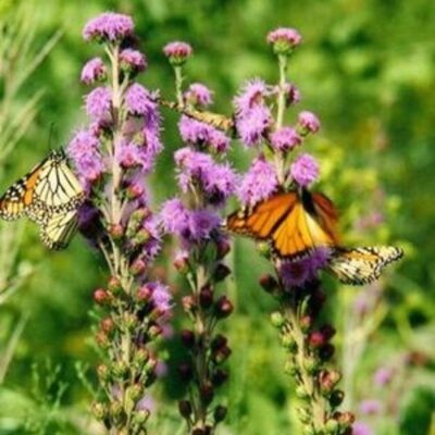Monarch butterflies climbing on purple flowers