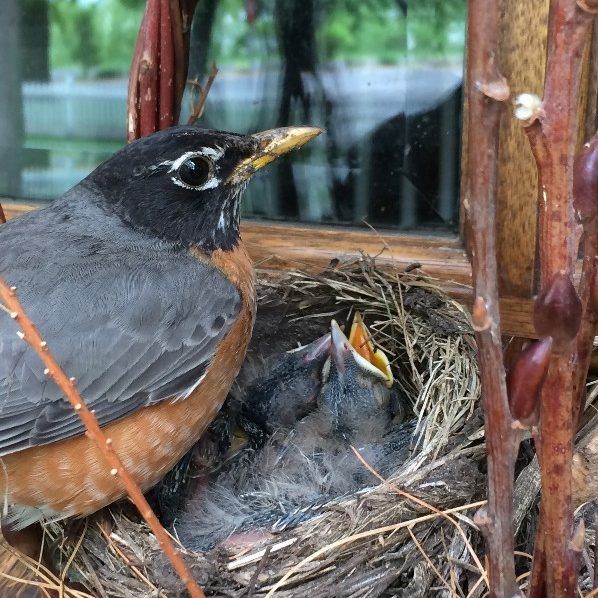 Robin parent feeding its checks in its window-side nest