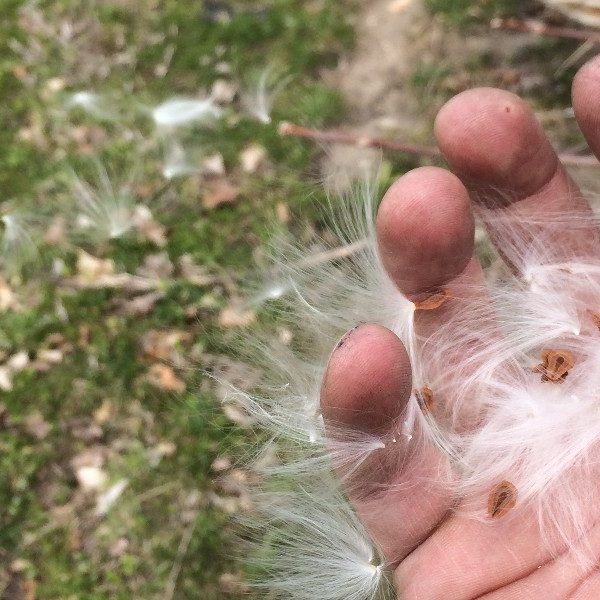 Hand holding onto wispy seeds