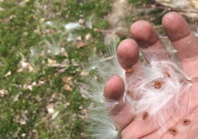 Hand holding a bunch of wispy seeds
