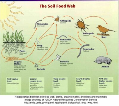Diagram illustrating The Soil Food Web