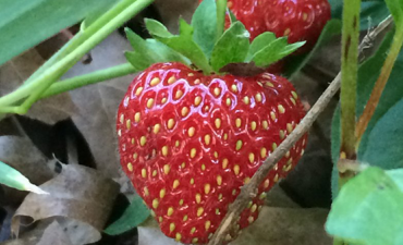 Ripe red strawberry growing on a vine