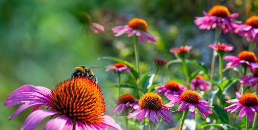 Bee on a flower in a bee-friendly garden
