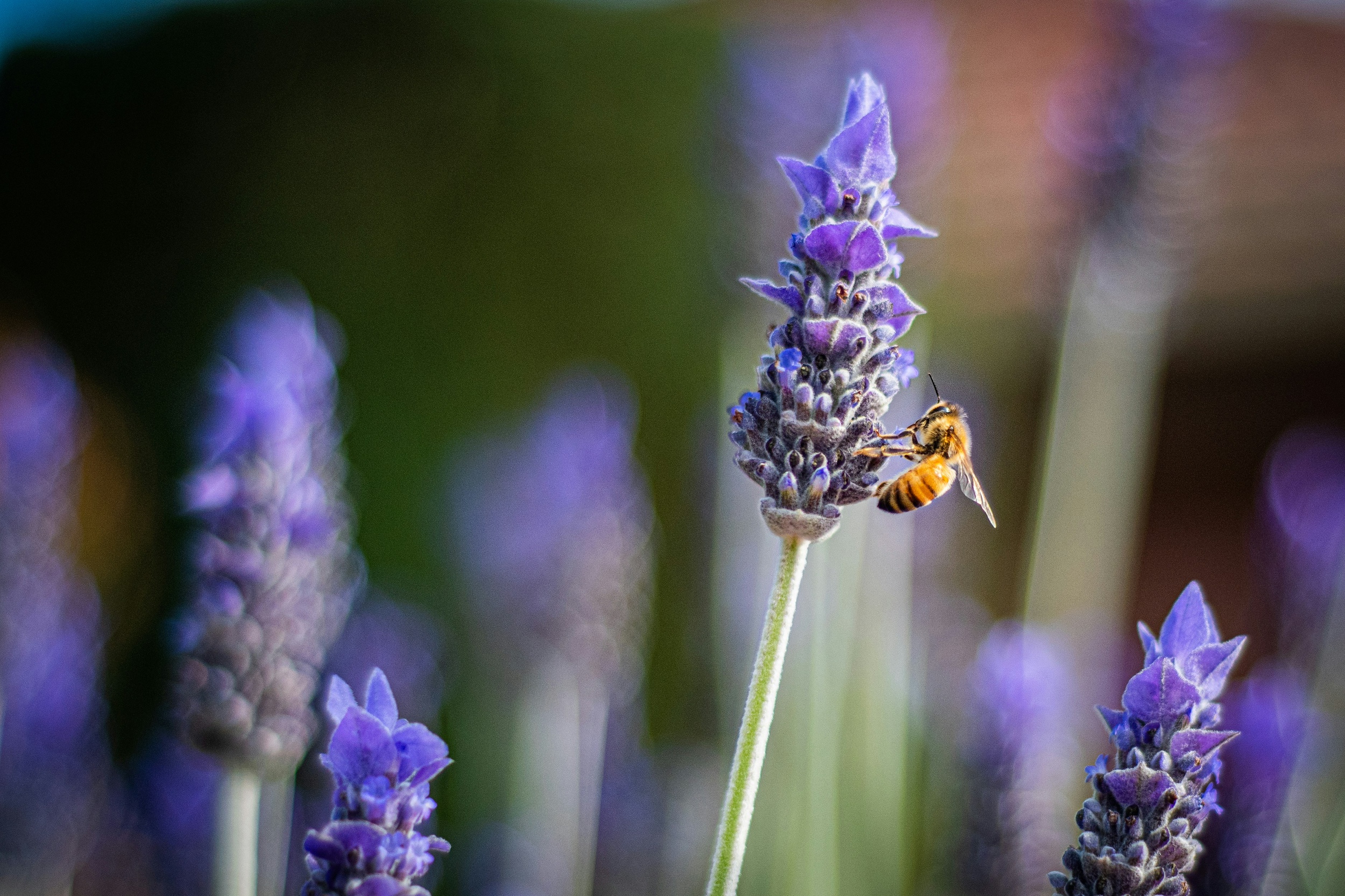 Bee on a flower in a bee friendly yard