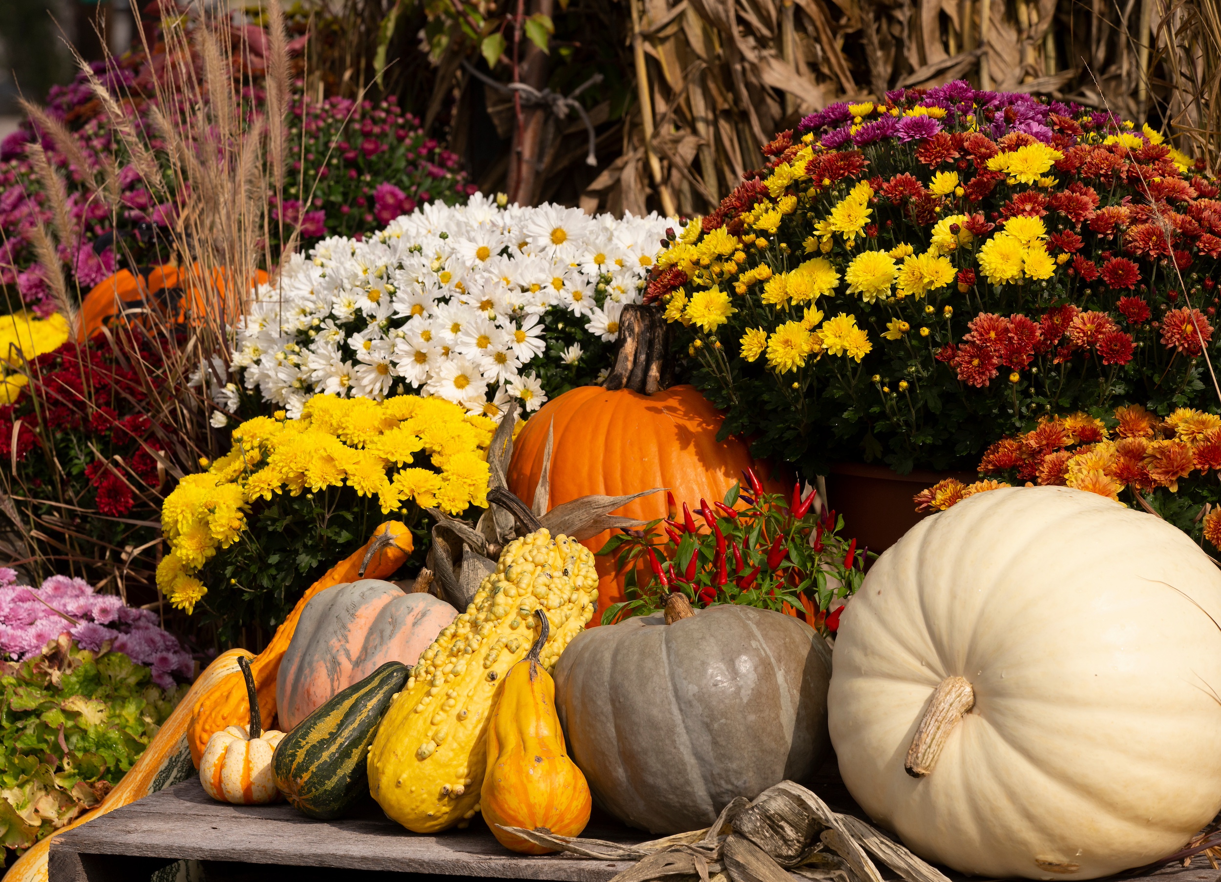 Beautiful Autumn scene with mums, pumpkins, and gourds